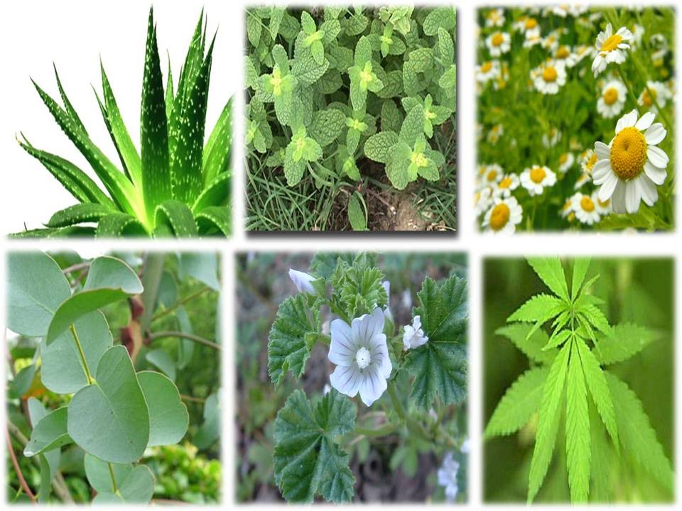 plantas medicinales