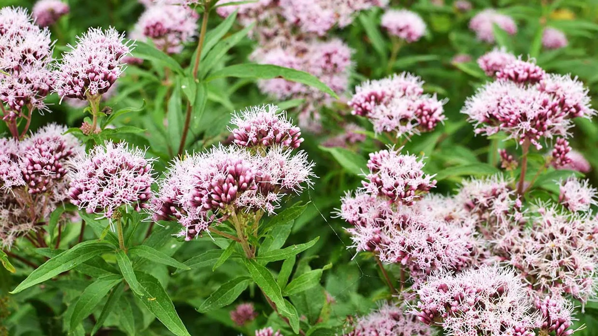 valeriana