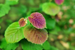 Plantas cicatrizantes: cuáles son y para qué sirven